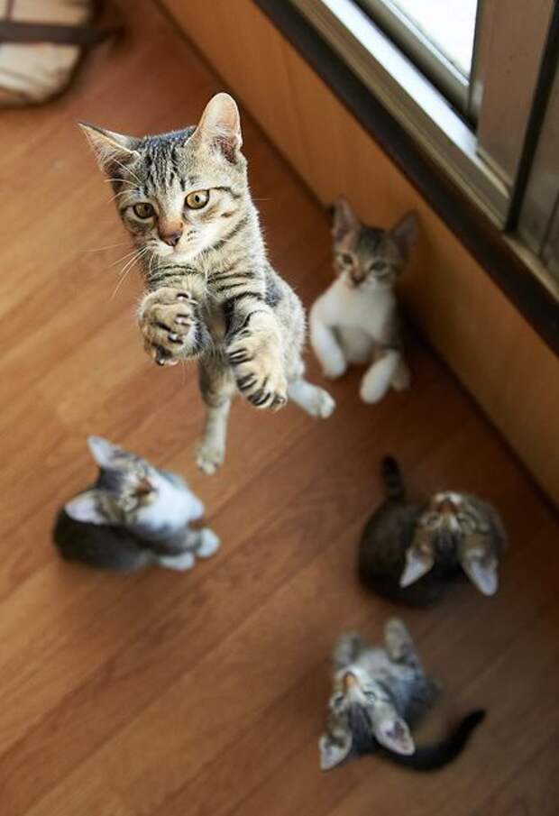 кот