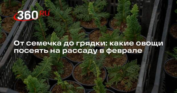 Агроном Тихонова рассказала, что можно посадить на рассаду в феврале