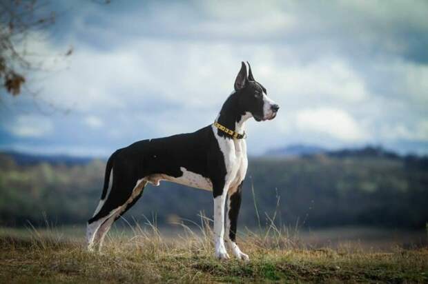 Под ноги не смотрит. |Фото: krasivosti.pro. Под ноги не смотрит. |Фото: krasivosti.pro.