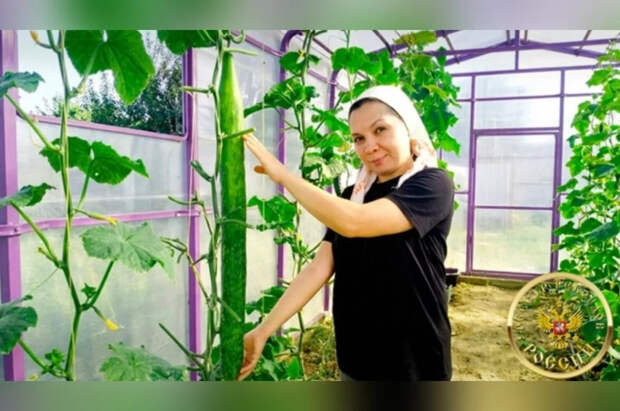 Жительница Татарстана вырастила самый длинный огурец в России