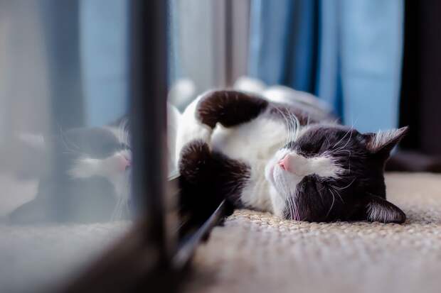 кот на фото