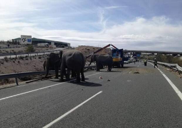 В Испании перевернулся грузовик, в котором перевозили цирковых слонов авария, авто, грузовик, дтп, животные, слон, фура, цирк