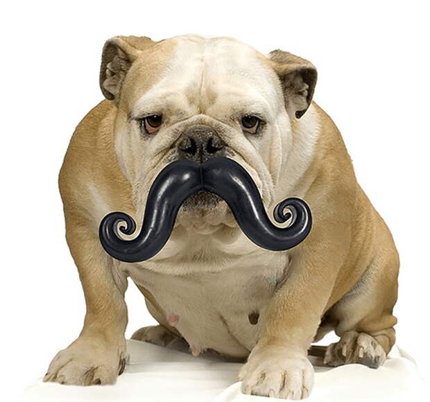doggy_moustache