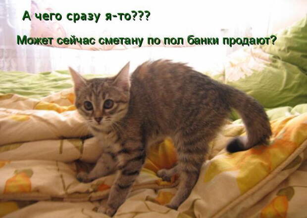 Котоматрицы (50 штук) Котоматрицы (50 штук)