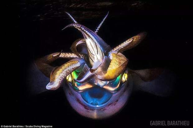 Gabriel Barathieu took this photo of a squid during a solo dive in the middle of the night in the Indian Ocean. He said he was swimming in a lagoon on Mayotte, a small French island near Madagascar, for only two minutes before he came face to face with the creature, which had a small fish between its tentacles. This photo won third place in the macro category 