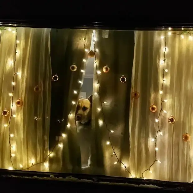 Любопытные носы, которые всегда должны быть в курсе дел хозяина