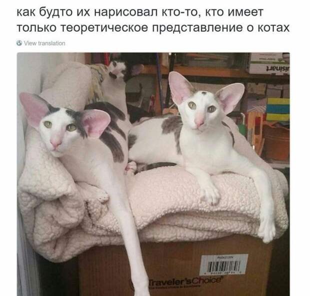 Смешное из интернета прикол, юмор