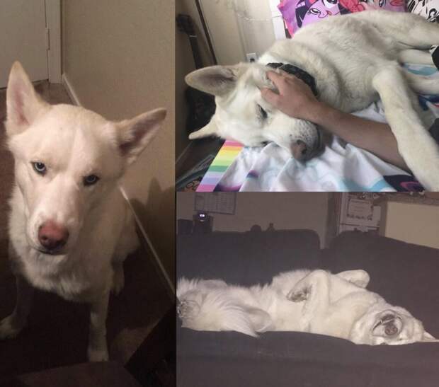 20 удивительных преображений животных, которые с улиц попали в заботливые руки 20 удивительных преображений животных, которые с улиц попали в заботливые руки до и после, истории спасения, история спасения, кошка, собака