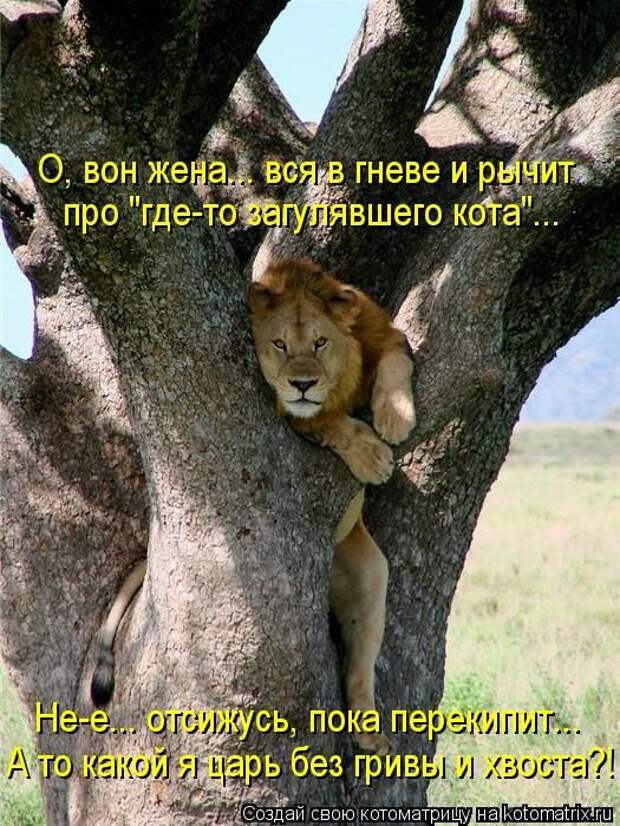Котоматрицы(картинки с надписями)