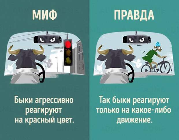 Мифы и правда о животных (10 картинок)