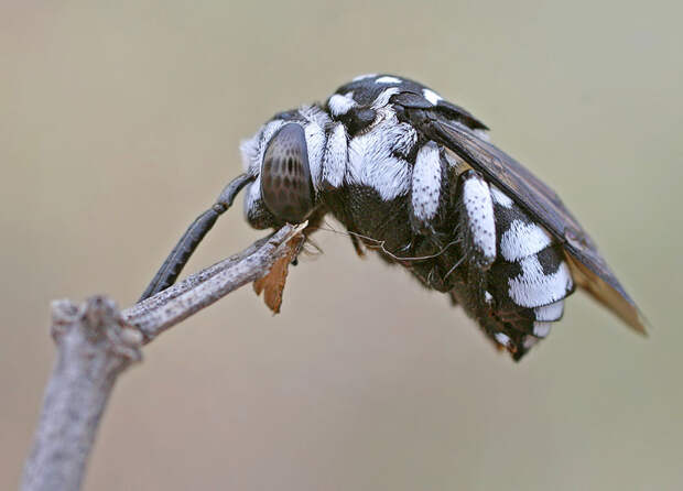 Как спят пчелы? Фотограф Станислав Шинкаренко
