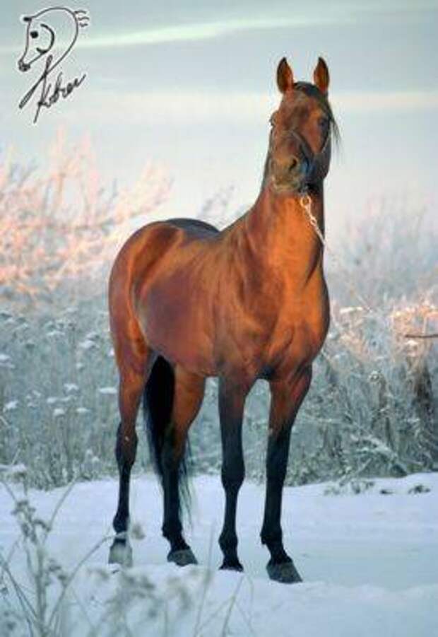 Arabian horse photo