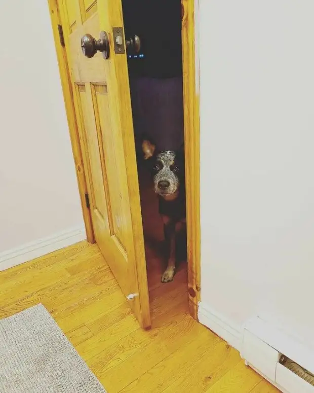 Любопытные носы, которые всегда должны быть в курсе дел хозяина