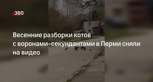 Видео 360.ru: два кота подрались в Перми при секундантстве ворон