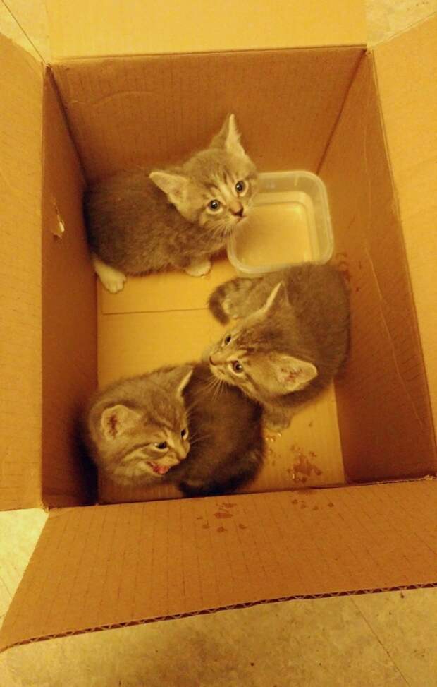 Без кота и жизнь не та