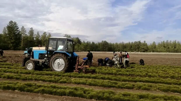 "Планы как всегда масштабные". Алтайский край включается в работу по посадке леса