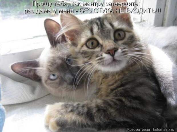 Котоматрицы(картинки с надписями)