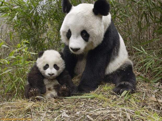 Мать и дитя в мире животных: панда с детенышем. Фото