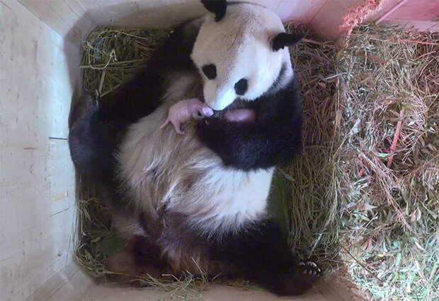 giant-panda-twins-birth-yang-yang-schonbrunn-zoo-7