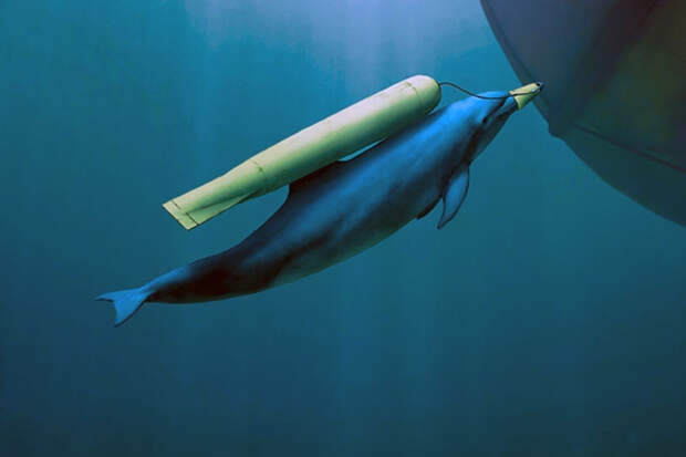 Delfin.jpg