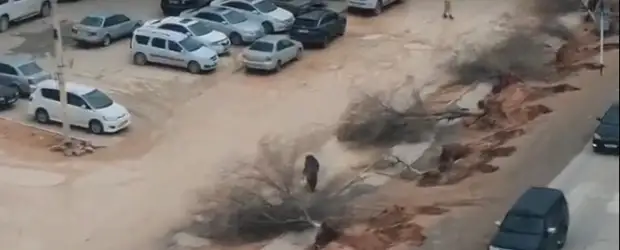 Вырытые вдоль дороги деревья обеспокоили жителей Мунайлинского района