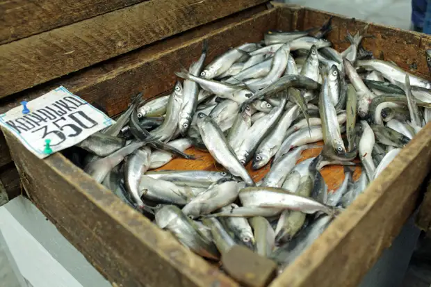 В Ленобласти за 11,4 млн проведут трехдневное «шествие корюшки» с рэпом, скейтами и баскетболом