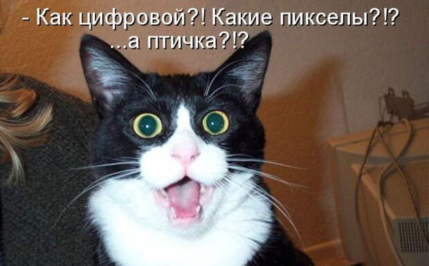 Котоматрицы (50 штук) Котоматрицы (50 штук)