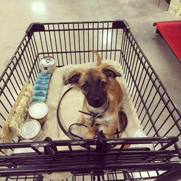 cart7 (1)