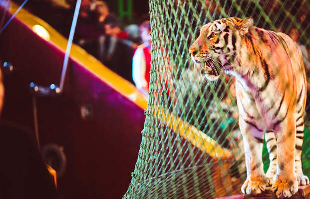 Дикие животные в цирке.