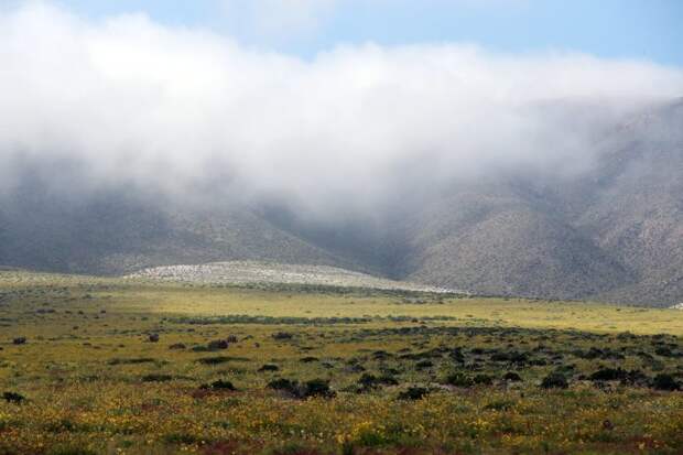 Desert erupts in floral beauty after unexpected rain falls in driest place on Earth