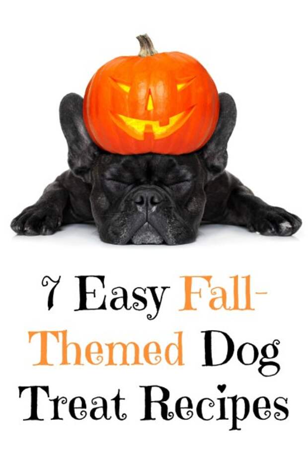 Looking to make your dog some homemade treats this fall or Halloween? We've rounded up 7 easy fall-themed dog treat recipes!