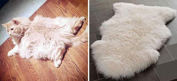 cat look like, коты похожие на знаменитостей, коты похожие на нечто другое