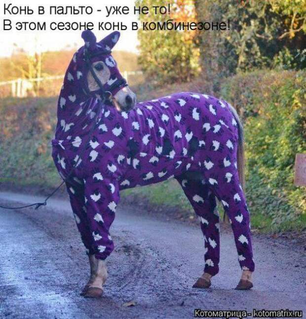 Котоматрицы(картинки с надписями)