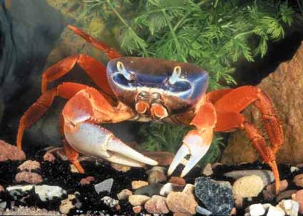Crab