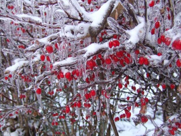 Барбарис зимой с ягодами на ветвях