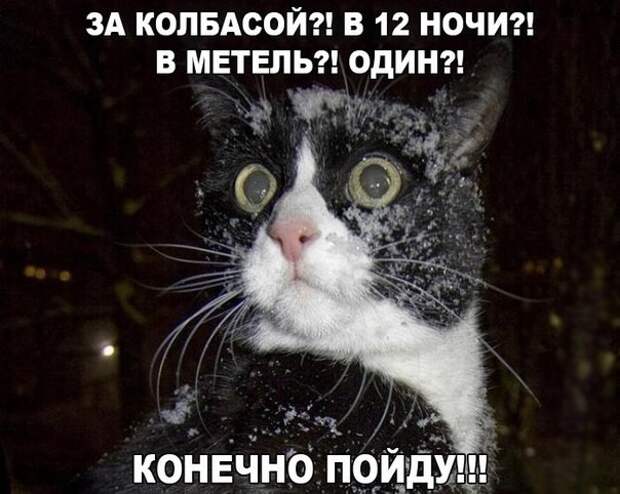 Смешные фото приколы и мемы с котами и кошками Смешные фото приколы и мемы с котами и кошками животные, коты, прикол, юмор