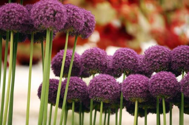 Выставка цветов «Chelsea Flower Show 2014»