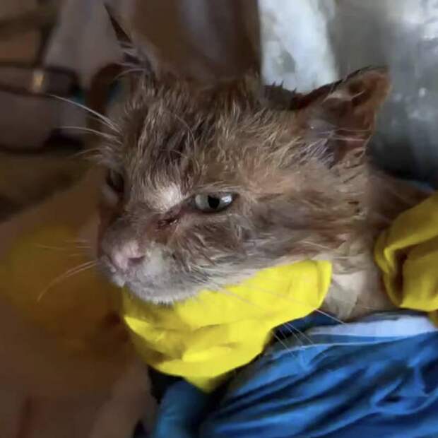 Коты пострадали из-за «нефтяного дождя» в Туапсе