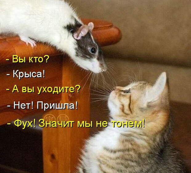 Котоматрицы (50 штук) Котоматрицы (50 штук)