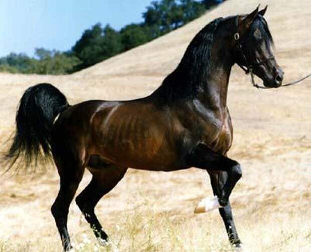 Arabian horse photo