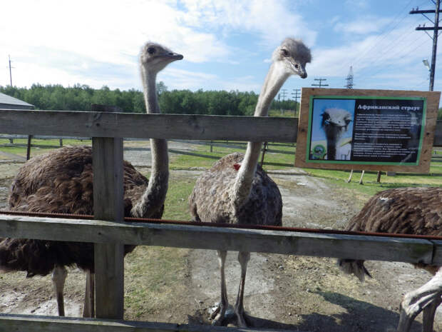 Где находится самая северная страусиная ферма в мире?