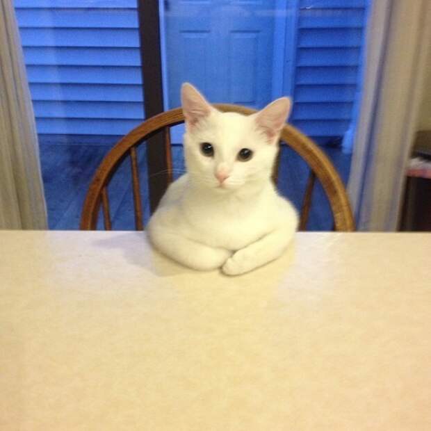 Правила жизни настоящего котэ кот, коты, котэ, кошка, кошки, мимиметр, мимими