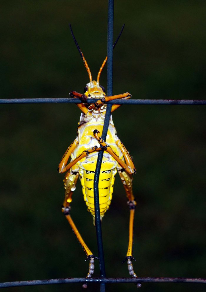 Все победители фотоконкурса «Focus on Nature 2014»