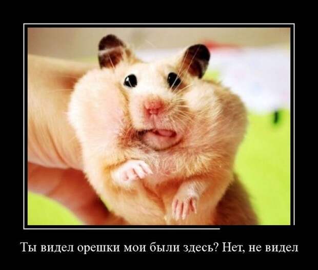 Демотиваторы смех, демотиваторы, прикол, юмор