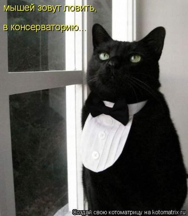 Котоматрицы(картинки с надписями)