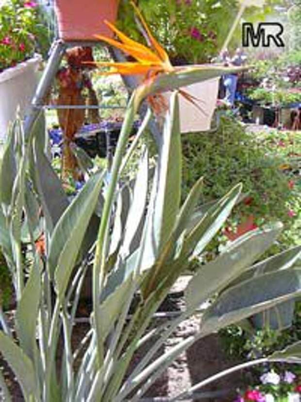 Strelitzia reginae, Strelitzia Juncea, Bird of paradise, Crane Flower, Stelitzia