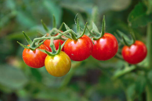 Только у абсолютно зрелых плодов томатов черри вкус ярок и хорош