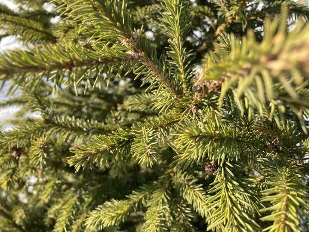 Как выбрать новогоднюю ёлку: советы от Россельхознадзора по Забайкалью