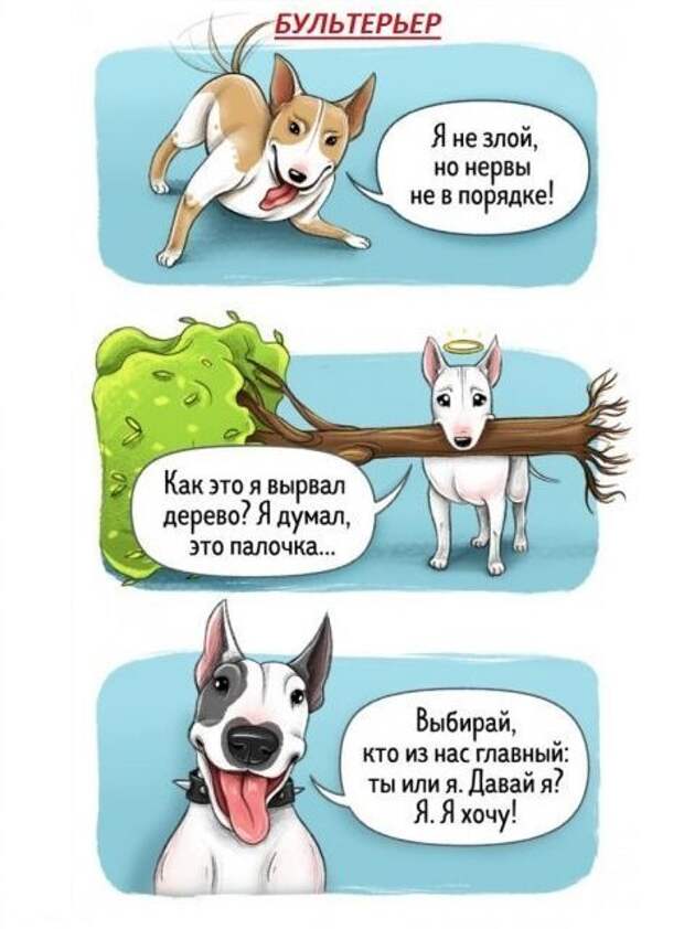 Весёлый гид по породам собак Породы собак, особенности пород, собаки, юмор