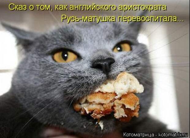 Она приходит... котЭматрикс!